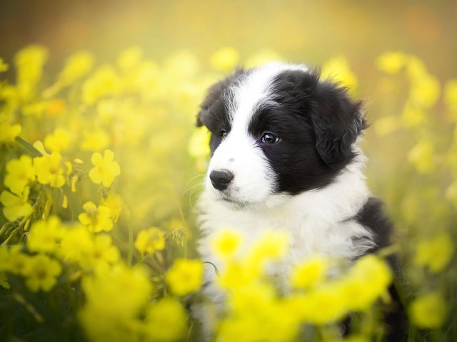 Обои цветы, лето, собака, щенок, бордер-колли, alicja zmysłowska, flowers, summer, dog, puppy, the border collie разрешение 2048x1365 Загрузить