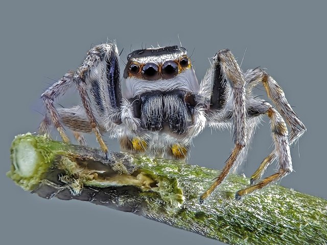 Обои макро, насекомое, фон, паук, macro, insect, background, spider разрешение 2048x1402 Загрузить