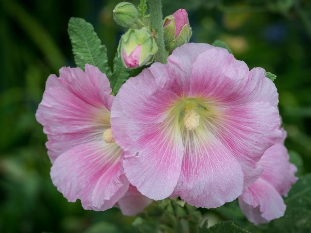 Обои цветы, макро, розовые, мальва, flowers, macro, pink, mallow разрешение 2048x1372 Загрузить