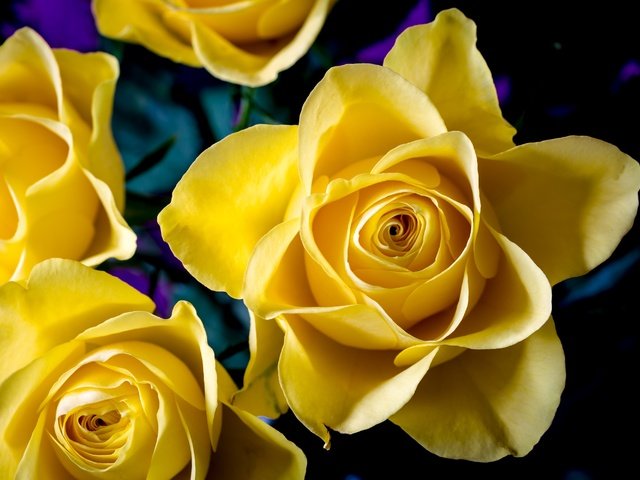 Обои цветы, макро, розы, лепестки, желтые, flowers, macro, roses, petals, yellow разрешение 3000x2000 Загрузить