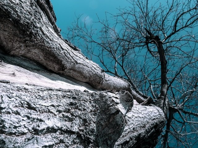 Обои небо, природа, дерево, ветки, ствол, кора, вид снизу, the sky, nature, tree, branches, trunk, bark, bottom view разрешение 2048x1349 Загрузить