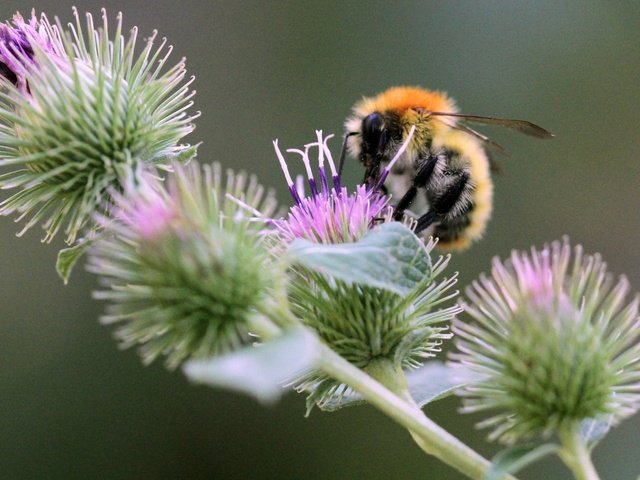 Обои насекомое, колючки, растение, пчела, боке, чертополох, insect, barb, plant, bee, bokeh, thistle разрешение 2048x1433 Загрузить