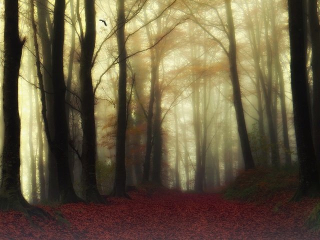 Обои деревья, природа, лес, туман, trees, nature, forest, fog разрешение 2048x1198 Загрузить