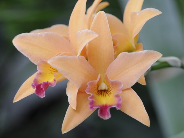 Обои цветы, природа, макро, лепестки, орхидея, flowers, nature, macro, petals, orchid разрешение 2048x1360 Загрузить