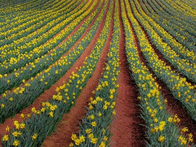 Обои цветы, природа, поле, нарциссы, flowers, nature, field, daffodils разрешение 2048x1310 Загрузить