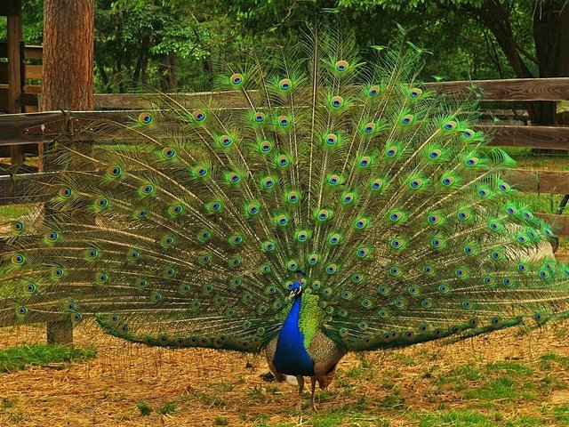 Обои природа, птица, павлин, перья, хвост, оперение, nature, bird, peacock, feathers, tail разрешение 2048x1253 Загрузить