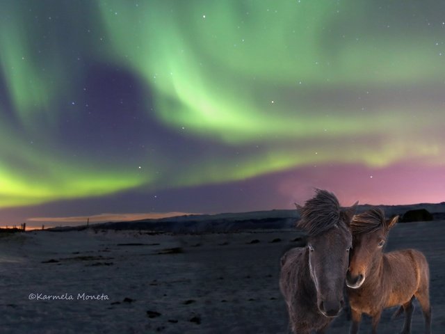 Обои природа, северное сияние, лошади, исландские лошади, nature, northern lights, horse, icelandic horses разрешение 2560x1705 Загрузить