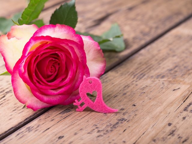 Обои цветок, роза, лепестки, птичка, розовая роза, flower, rose, petals, bird, pink rose разрешение 5472x3648 Загрузить