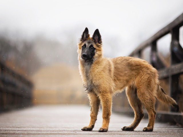 Обои снег, мост, собака, faye, малинуа, бельгийская овчарка, snow, bridge, dog, malinois, belgian shepherd разрешение 2048x1314 Загрузить