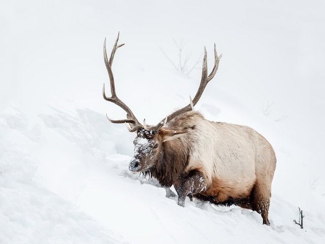 Обои снег, природа, олень, животное, рога, snow, nature, deer, animal, horns разрешение 2048x1365 Загрузить