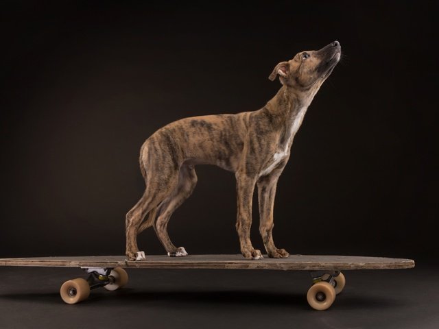 Обои фон, собака, скейтборд, борзая, скейтборт, background, dog, skateboard, greyhound, breitbart разрешение 2500x1667 Загрузить