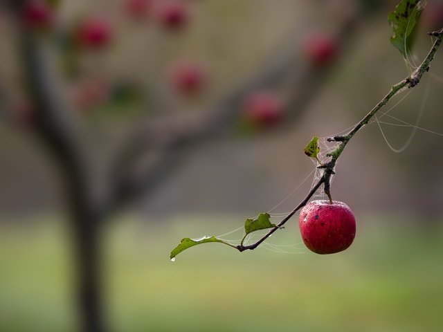 Обои ветка, природа, фрукты, яблоко, паутина, branch, nature, fruit, apple, web разрешение 1920x1274 Загрузить