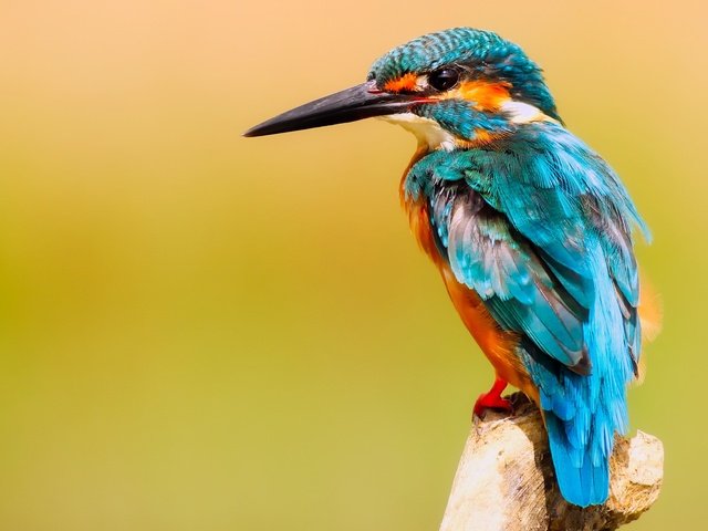 Обои ветка, птица, клюв, зимородок, branch, bird, beak, kingfisher разрешение 2000x1333 Загрузить