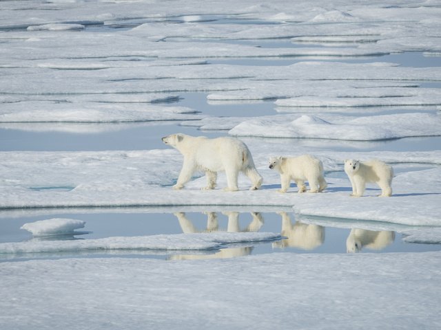 Обои вода, снег, отражение, лёд, медведи, белый медведь, детеныши, белые медведи, water, snow, reflection, ice, bears, polar bear, cubs, polar bears разрешение 4000x2670 Загрузить