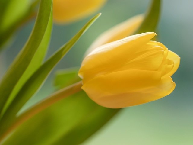 Обои желтый, цветок, бутон, весна, тюльпан, yellow, flower, bud, spring, tulip разрешение 2048x1297 Загрузить