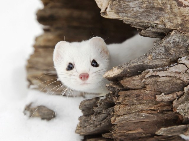 Обои снег, природа, зима, зверек, горностай, snow, nature, winter, animal, ermine разрешение 1920x1080 Загрузить