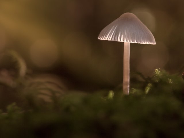 Обои природа, лес, фон, грибы, гриб, sophiaspurgin, alone in the woods, nature, forest, background, mushrooms, mushroom разрешение 5760x3840 Загрузить