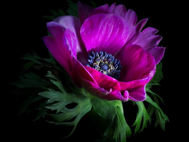 Обои цветок, лепестки, черный фон, анемон, sophiaspurgin, flower, petals, black background, anemone разрешение 4098x4098 Загрузить