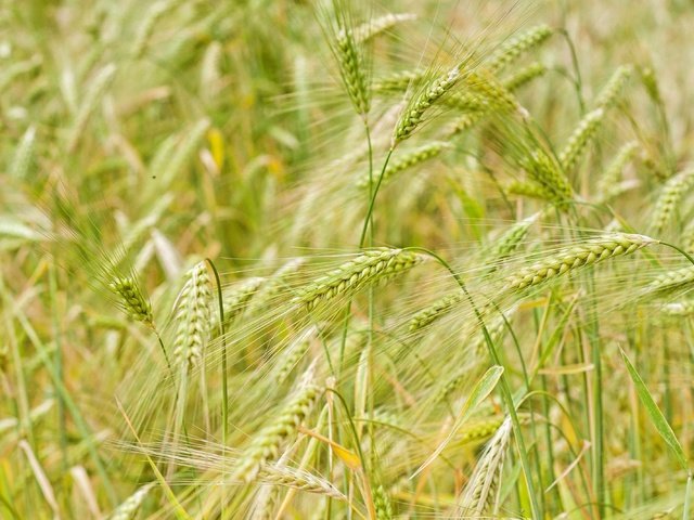 Обои природа, макро, поле, колосья, пшеница, nature, macro, field, ears, wheat разрешение 3200x2133 Загрузить