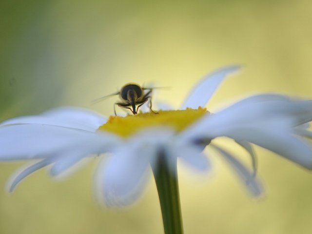 Обои макро, насекомое, цветок, ромашка, муха, macro, insect, flower, daisy, fly разрешение 1920x1200 Загрузить
