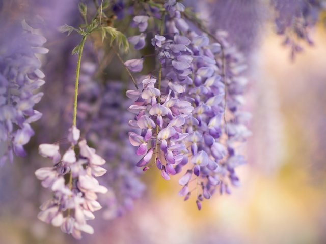 Обои цветы, природа, весна, глициния, вистерия, flowers, nature, spring, wisteria разрешение 2560x1525 Загрузить