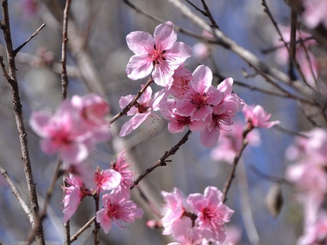 Обои цветы, цветение, ветки, весна, розовые, flowers, flowering, branches, spring, pink разрешение 2304x1536 Загрузить