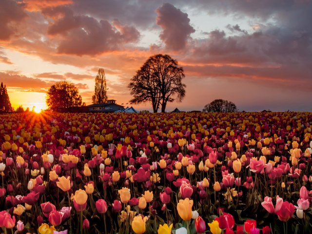 Обои небо, цветы, облака, деревья, солнце, закат, поле, тюльпаны, the sky, flowers, clouds, trees, the sun, sunset, field, tulips разрешение 1920x1200 Загрузить