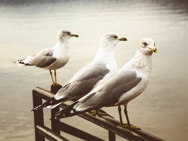 Обои фон, чайка, птицы, клюв, перья, чайки, background, seagull, birds, beak, feathers, seagulls разрешение 2048x1365 Загрузить