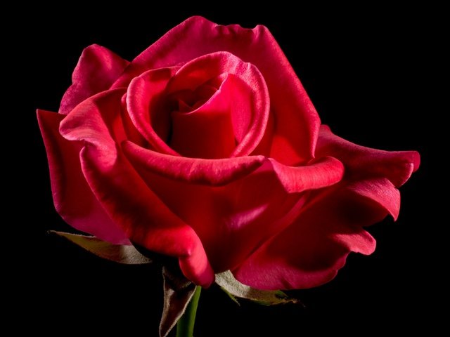 Обои фон, цветок, роза, черный фон, алая, background, flower, rose, black background, scarlet разрешение 4000x2667 Загрузить
