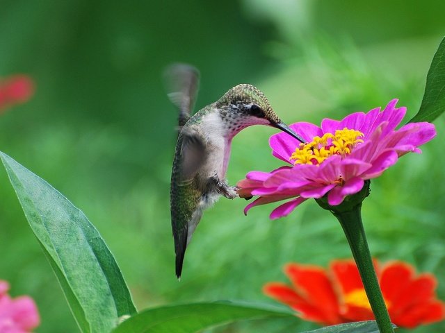 Обои цветы, птица, нектар, колибри, цинния, flowers, bird, nectar, hummingbird, zinnia разрешение 2048x1304 Загрузить