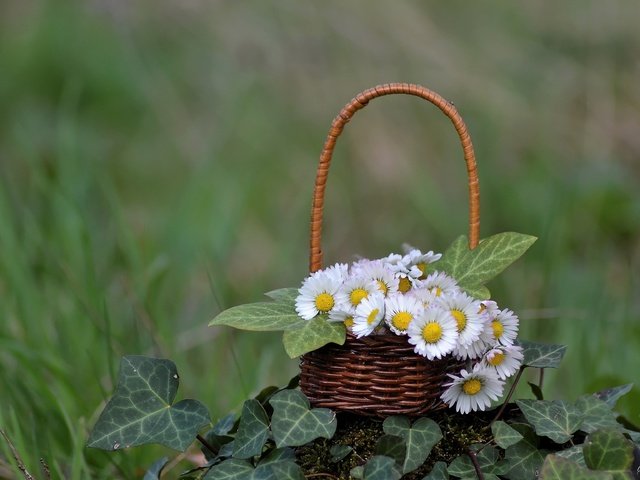 Обои цветы, зелень, корзинка, маргаритки, плющ, flowers, greens, basket, daisy, ivy разрешение 3456x2304 Загрузить