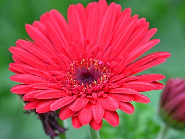 Обои макро, цветок, гербера, красный цветок, macro, flower, gerbera, red flower разрешение 3142x2827 Загрузить