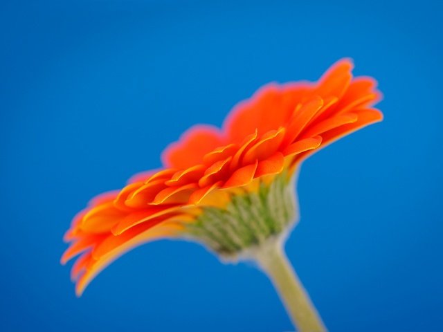 Обои макро, цветок, лепестки, гербера, macro, flower, petals, gerbera разрешение 2048x1365 Загрузить