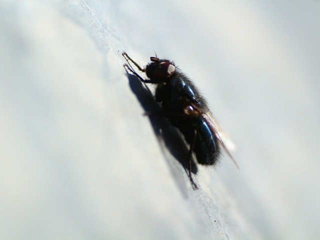 Обои макро, насекомое, весна, муха, macro, insect, spring, fly разрешение 1920x1280 Загрузить