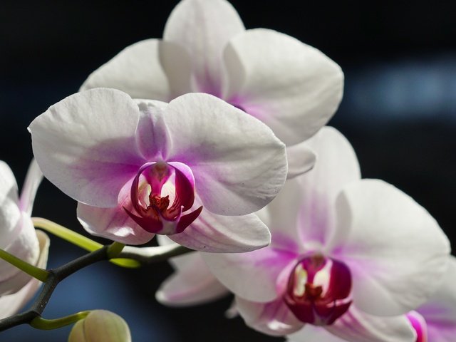 Обои цветы, макро, орхидея, белая орхидея, flowers, macro, orchid, white orchid разрешение 2560x2048 Загрузить
