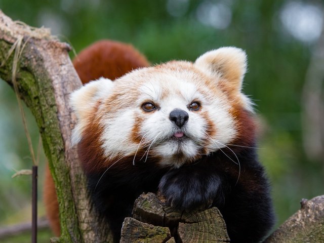 Обои морда, животное, красная панда, малая панда, face, animal, red panda разрешение 3840x2400 Загрузить