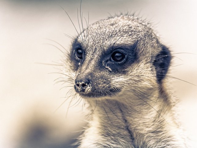 Обои мордочка, взгляд, животное, сурикат, muzzle, look, animal, meerkat разрешение 2048x1365 Загрузить