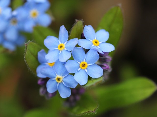 Обои цветы, лепестки, незабудки, голубые, flowers, petals, forget-me-nots, blue разрешение 3840x2560 Загрузить