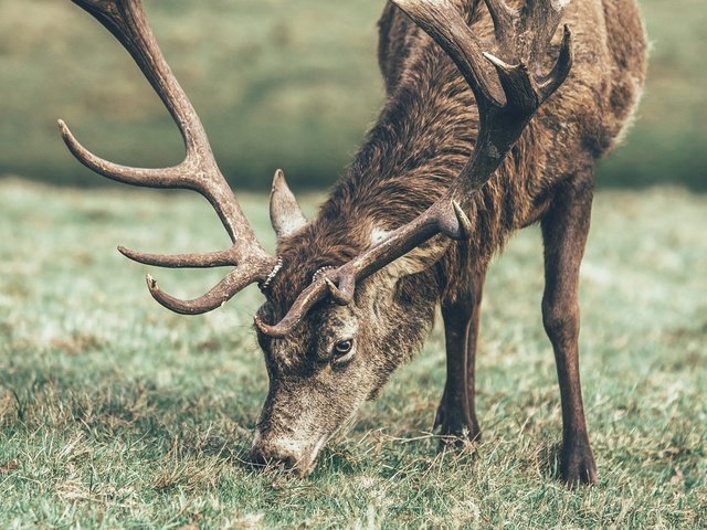 Обои трава, олень, животное, рога, grass, deer, animal, horns разрешение 2560x1600 Загрузить