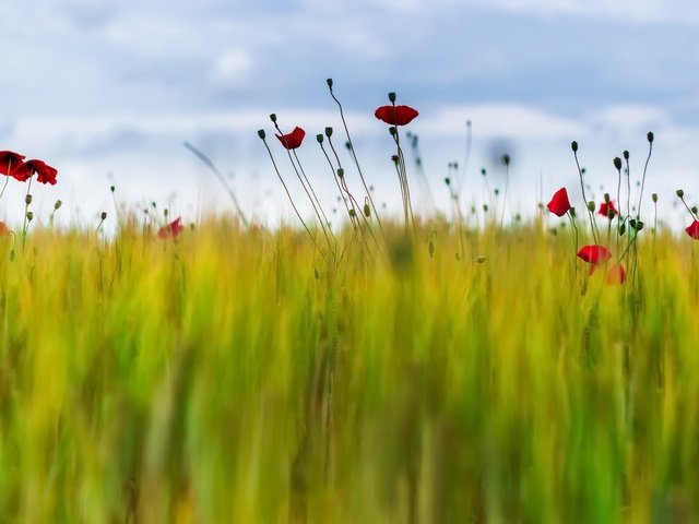 Обои цветы, трава, поле, лето, маки, flowers, grass, field, summer, maki разрешение 2048x1105 Загрузить