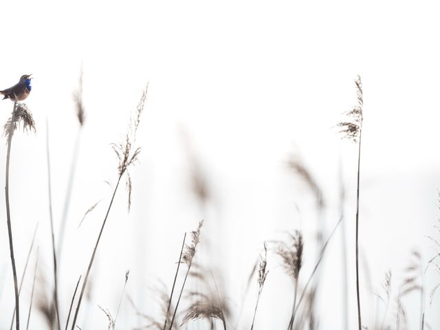 Обои трава, природа, фон, птица, колоски, grass, nature, background, bird, spikelets разрешение 3821x2139 Загрузить