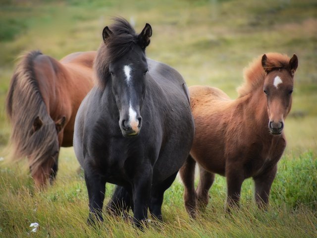 Обои трава, природа, животные, поле, лошади, кони, грива, grass, nature, animals, field, horse, horses, mane разрешение 4496x3000 Загрузить