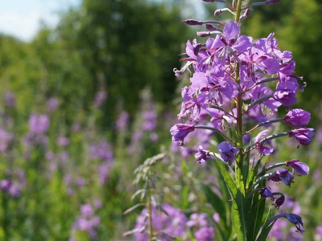 Обои цветы, природа, полевые цветы, иван-чай, кипрей, flowers, nature, wildflowers, ivan-tea, fireweed разрешение 5456x3064 Загрузить