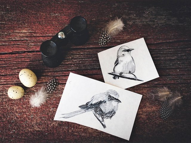 Обои птицы, рисунки, перья, яйца, птичка, бинокль, birds, drawings, feathers, eggs, bird, binoculars разрешение 2048x1365 Загрузить