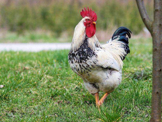 Обои трава, птица, хвост, петух, grass, bird, tail, cock разрешение 2048x1280 Загрузить