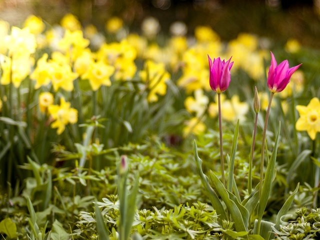 Обои цветы, весна, тюльпаны, нарциссы, flowers, spring, tulips, daffodils разрешение 2048x1377 Загрузить