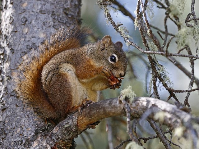 Обои ветка, природа, дерево, белка, хвост, белочка, грызун, branch, nature, tree, protein, tail, squirrel, rodent разрешение 2048x1302 Загрузить