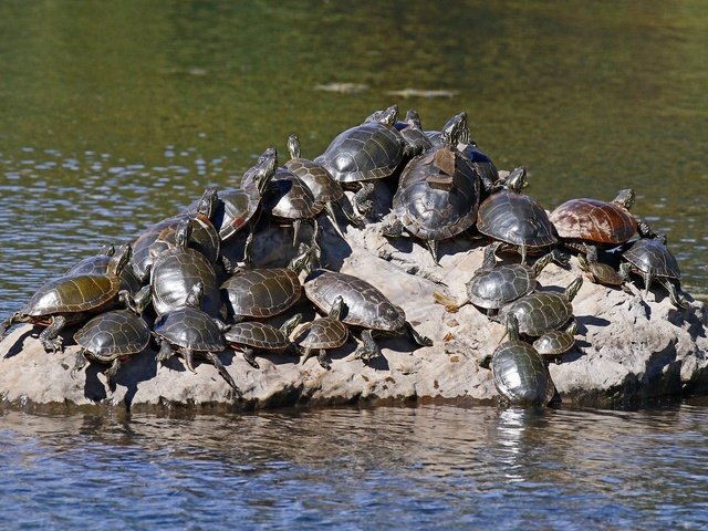 Обои вода, природа, черепаха, камень, черепахи, пресмыкающиеся, water, nature, turtle, stone, turtles, reptiles разрешение 2048x1365 Загрузить