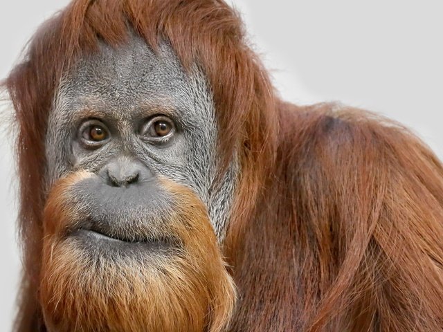Обои взгляд, обезьяна, орангутан, суматранский орангутанг, look, monkey, orangutan, sumatran orangutan разрешение 2048x1352 Загрузить