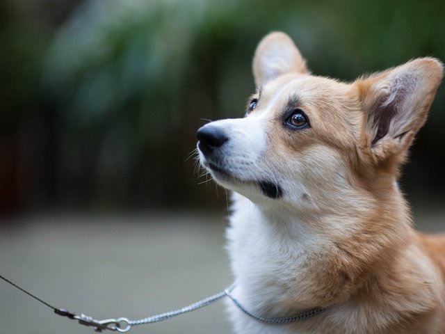 Обои мордочка, взгляд, собака, уши, поводок, вельш-корги, muzzle, look, dog, ears, leash, welsh corgi разрешение 2048x1365 Загрузить